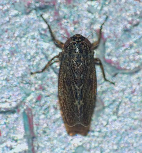 Réf. 318 430 : Euscelis sp.